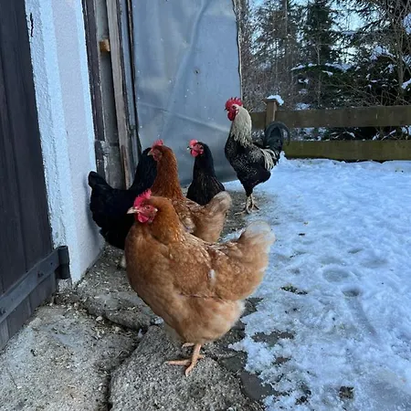 Hytte Sunnseit - Kitzbueheler Alpen *