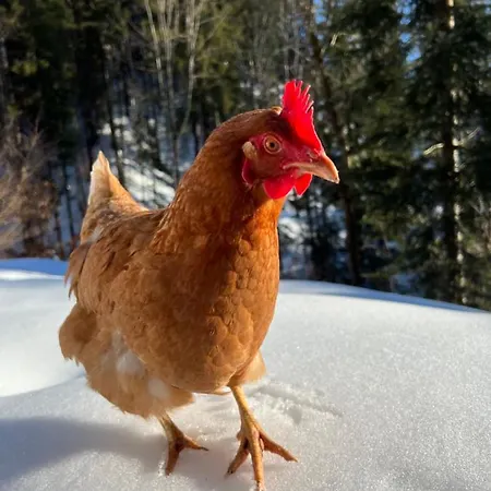 롯지 Sunnseit - Kitzbueheler Alpen